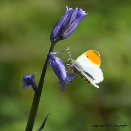 White butterfly with orange tipped wings on a purple bluebell flower