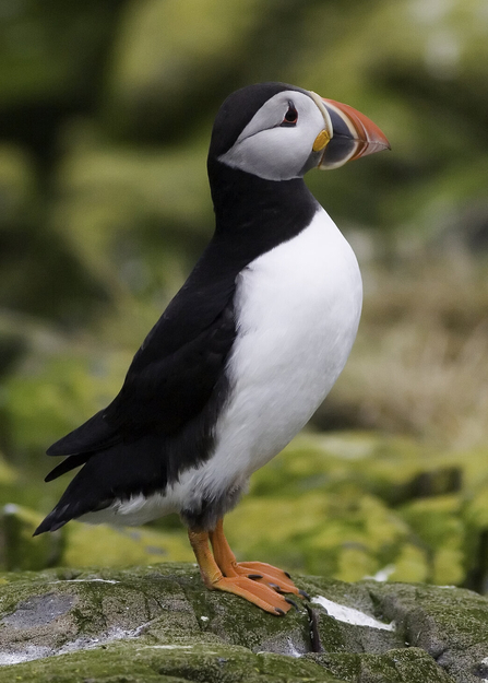 A single puffin standing in profile to the camera
