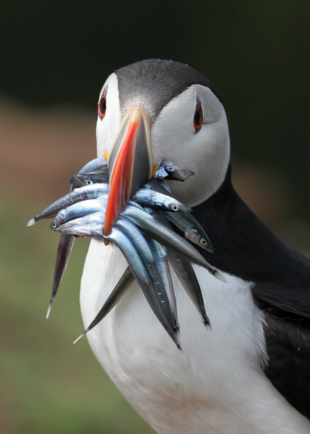 Puffin with a mouth full of sandeel