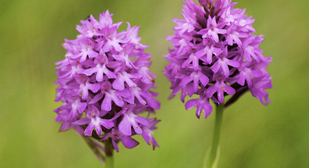 Two bright pink pyramidal orchids