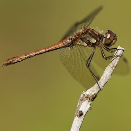 A common darter perched on a stick. Photograph by Ross Hoddinott