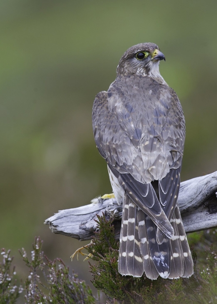 Female Merlin on perch 