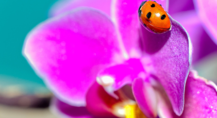 Seven spot ladybird on a bright pink flower