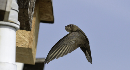 Swift flying to a nest box with its throat pouch bulging with insects it has caught