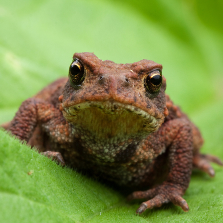 Reddy-brown bumpy toad sitting on a leaf looking directly at the camera