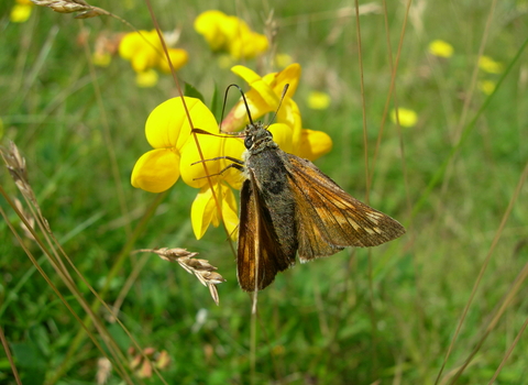 Broadhead Clough - Skipper butterfly