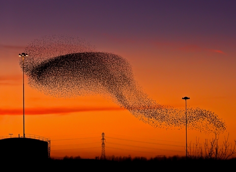 Starling Murmation - Phil Selby