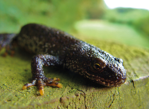Great crested newt credit Kevin Caster
