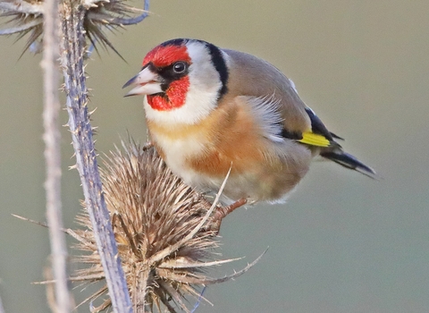 Goldfinch © Adrian Andruchiw 2019