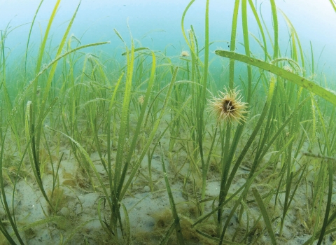 Seagrass (c) Paul Naylor