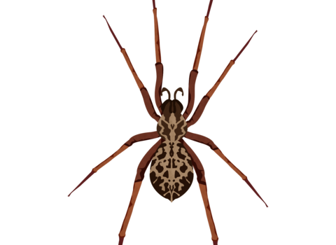 Spinny the house spider illustration