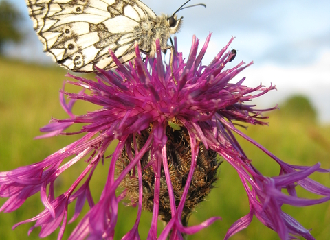 Marbled white butterfly at Brockadale