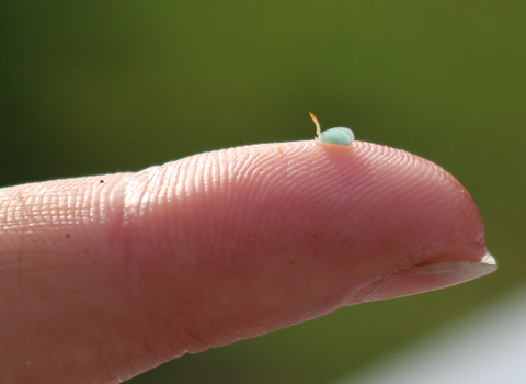 A tiny, germinating seagrass seed, like a speck of sang, being held on the tip of one finger.