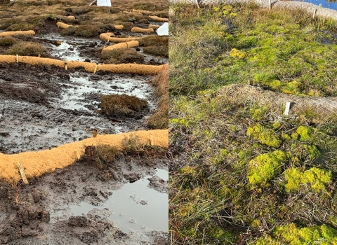 Left half: open, bare peat, coir rolls dotted about but very visible. Right half: substantial vegetation, pools of water, coir rolls barely visible