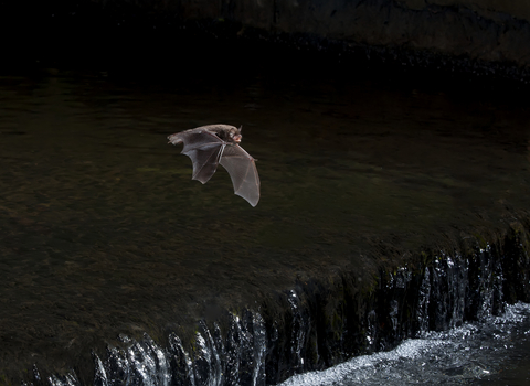 Daubenton's bat in flight at night over a river