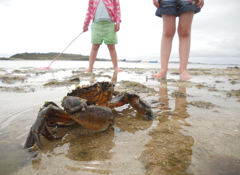 Picture of a crab on a beach with two children in background