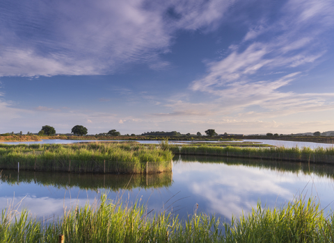 Water and reedbeds with blue sky reflected on a still day