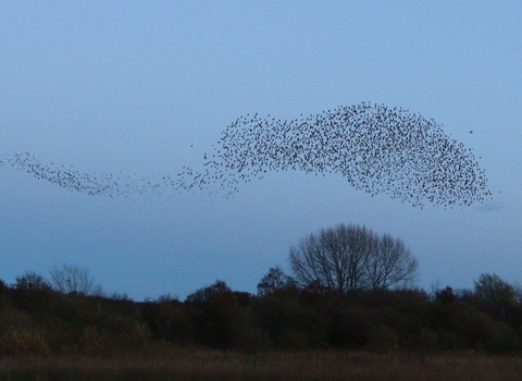 Starling murmuration in the shape of a tadpole