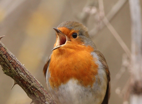Robin singing with wide open beak