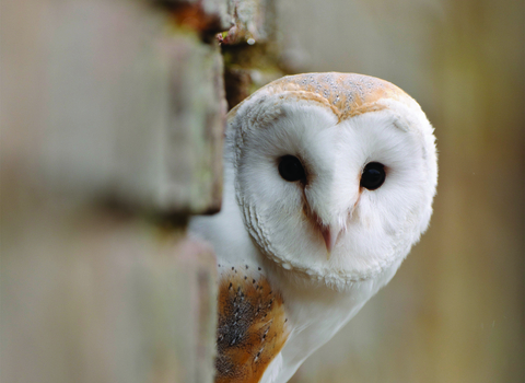 A barn owl pokes it's head out of an opening.