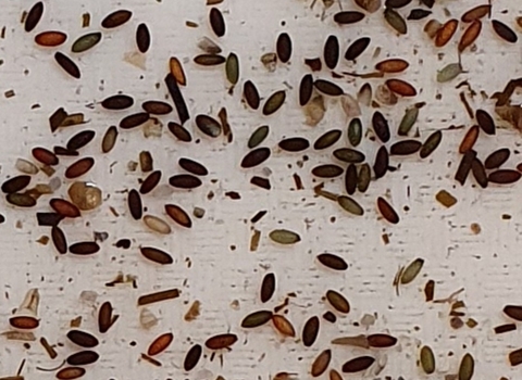 Seagrass seeds being sorted on a tray