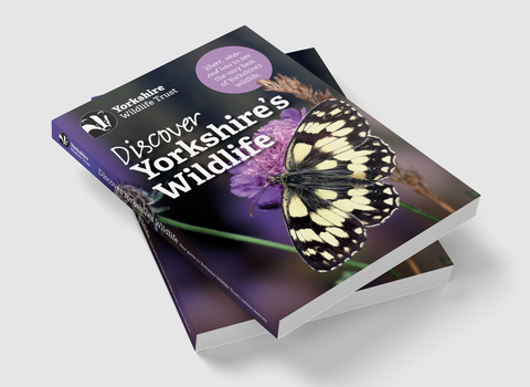 Mock up of the new guidebook entitled Discover Yorkshire's Wildlife. There's a black and white butterfly on a purple flower. The rest of the cover is purpley-black