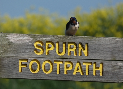 A wooden sign saying Spurn footpath and a little bird perched on top.