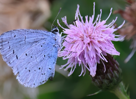 Holly blue butterfly on a pink thistle flower