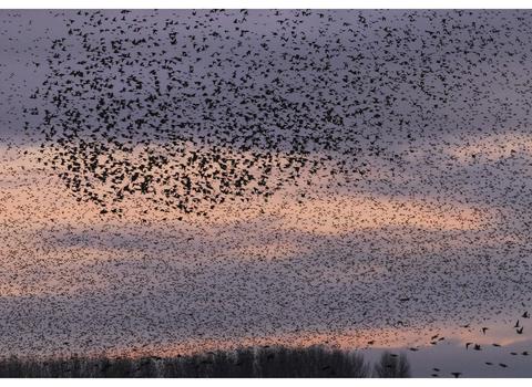 A mass of starlings, visible as black specks, against a purple and pink sunset.