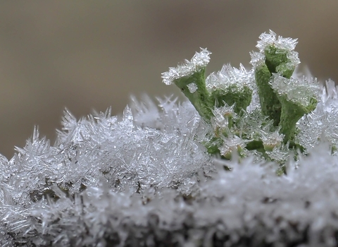 Close up of a pixie cup lichen in the frost