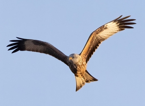 Red kite soaring in a clear hazy sky with it's long wings outstretched looking for prey.