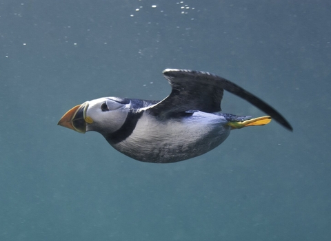 A puffin swims underwater.