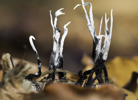 Thin fingers of black and white fungus growing through autumn leaves