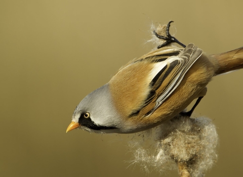 A bearded tit perched on a reed. Photo by Danny Green/2020VISION