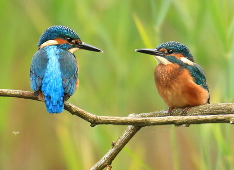 Two kingfishers perched on a branch. Photo by Jon Hawkins.