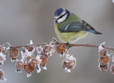 Blue tit on a frosty branch with red berries