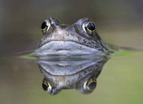 A close up of a common frog and its reflection as it pokes it's head out of a pond