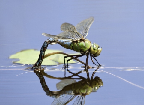 Emperor dragonfly resting on water. Photographer by Ross Hoddinott