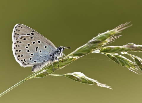 A large blue butterfly perched on a piece of grass. Photoi by Ross Hoddinott/2020VISION