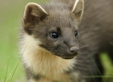 Image of pine marten © Terry Whittaker/2020VISION