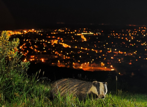European Badger (Meles meles), Kent, UK