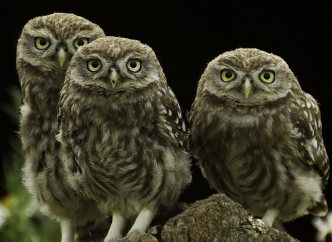 Three little owls perched on a post - (C) Russell Savory