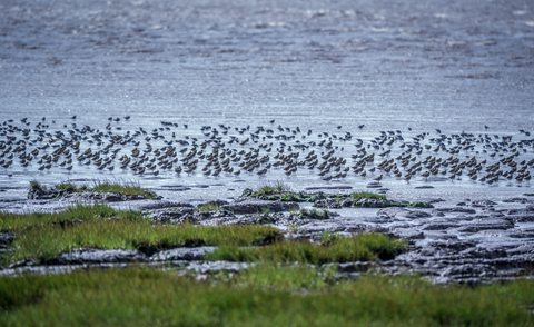 Waders at Spurn