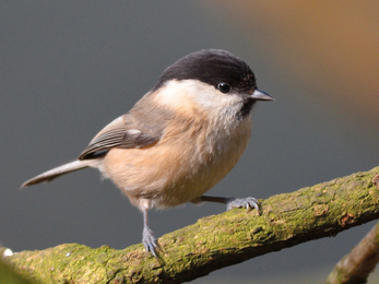 Willow tit - Adam Jones