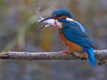 Kingfisher