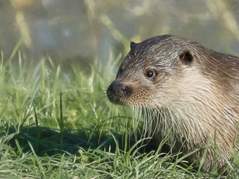 Otter Credit Steve Slater