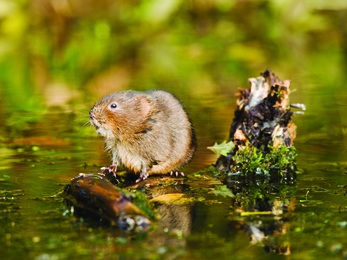 Water Vole - Elliott Neep