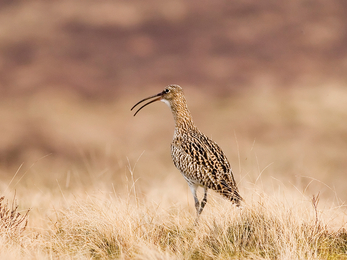 Curlew