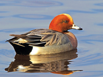 Wigeon credit Mike Richardson