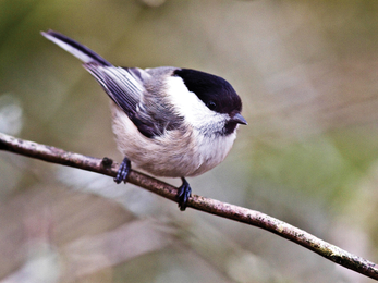 Willow tit credit Harry Hogg